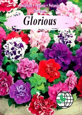 Lielziedu pildītās petūnijas Glorious MIX 15 gab Agrimatco